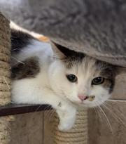 Fundtier Tier-ID 39894