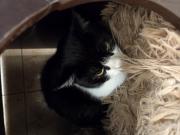 Fundtier Tier-ID 39457