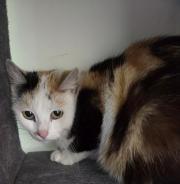 Fundtier Tier-ID 39898