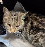 Fundtier Tier-ID 39459