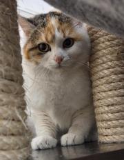 Fundtier Tier-ID 39895