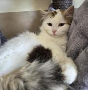 Fundtier Tier-ID 39779