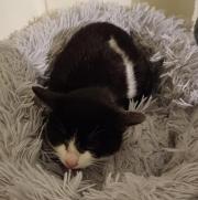 Fundtier Tier-ID 34892