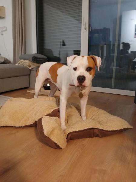 Staffordshire Bullterrier-Mischling