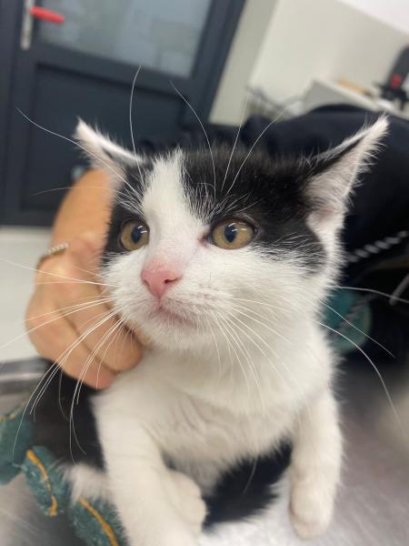 Europäische Hauskatze