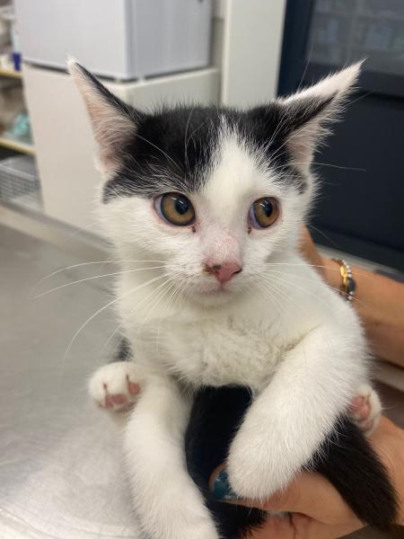 Europäische Hauskatze