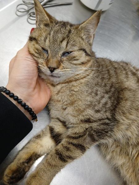 Europäische Hauskatze