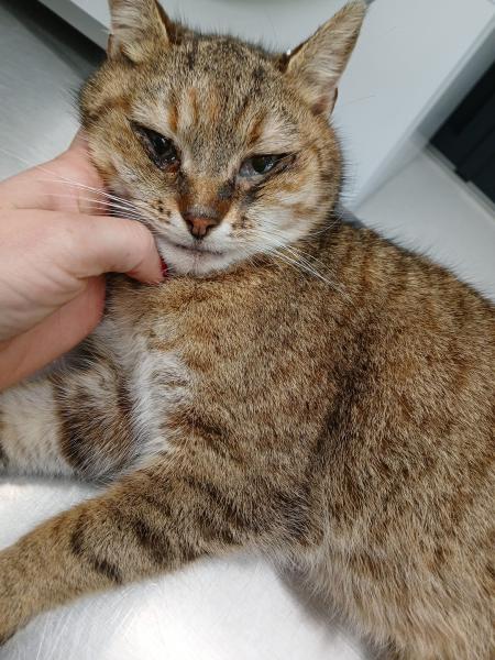 Europäische Hauskatze