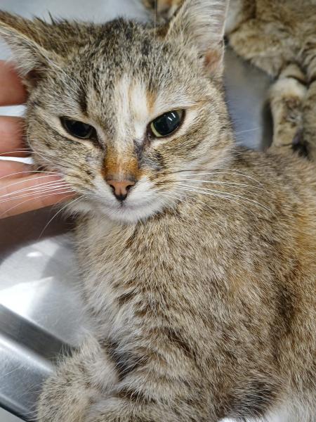 Europäische Hauskatze