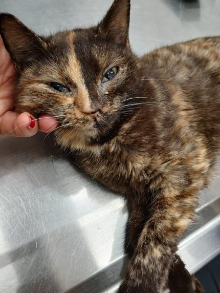 Europäische Hauskatze