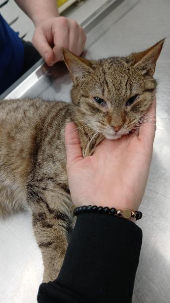 Europäische Hauskatze