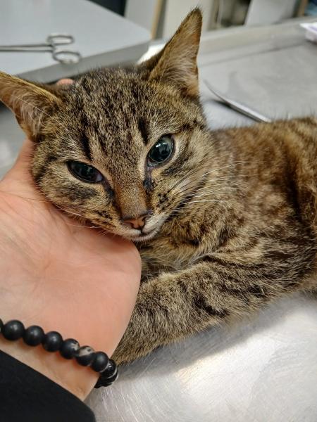 Europäische Hauskatze