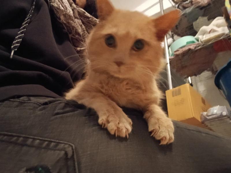 Europäische Hauskatze