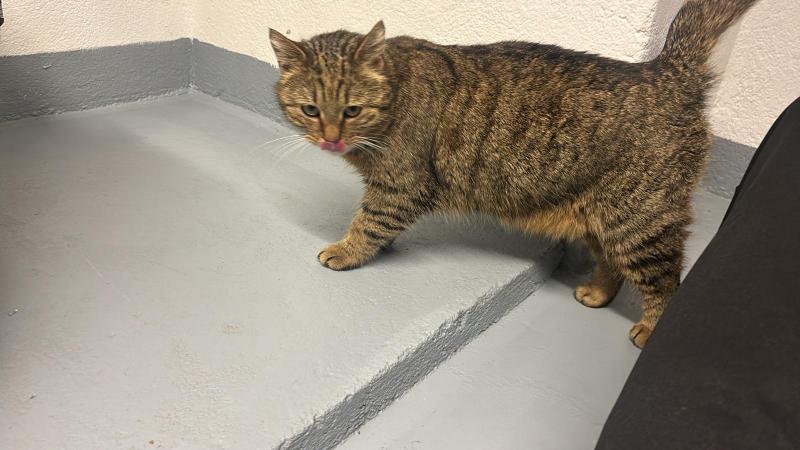 Europäische Hauskatze