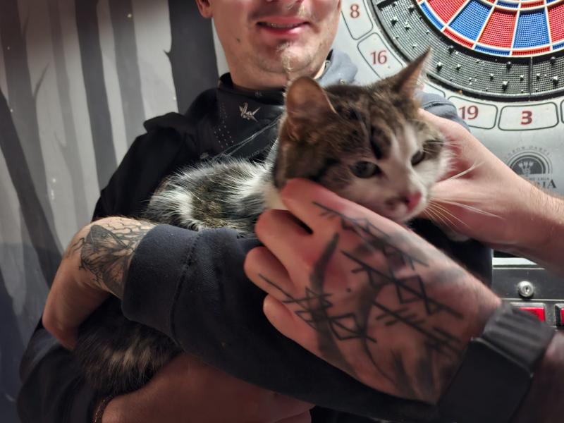 Europäische Hauskatze