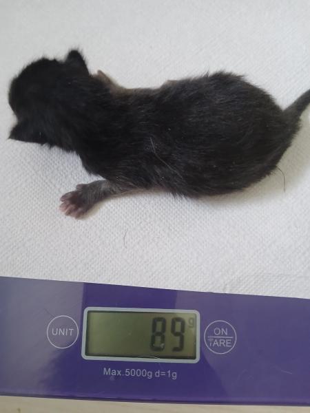 Europäische Hauskatze