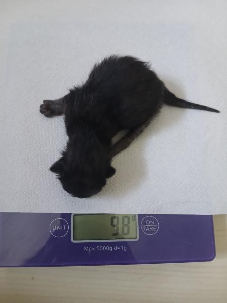 Europäische Hauskatze