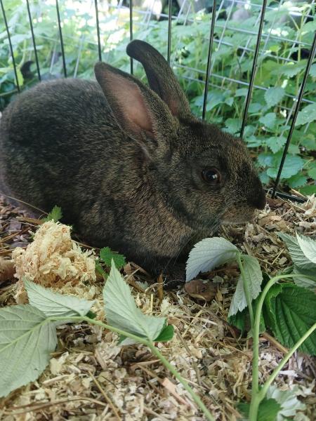 Kaninchen