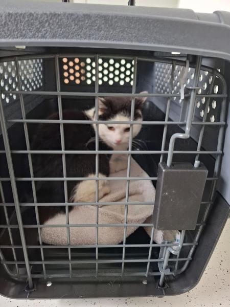 Europäische Hauskatze