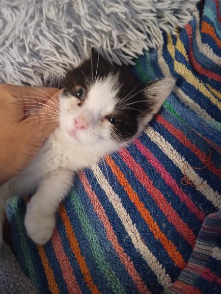 Europäische Hauskatze