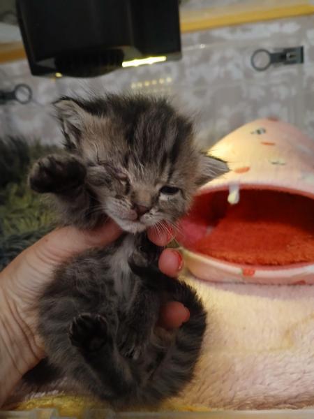 Europäische Hauskatze