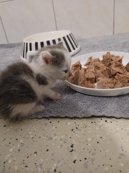 Europäische Hauskatze