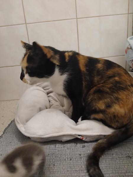Europäische Hauskatze