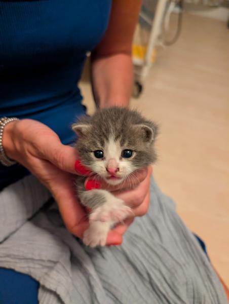 Europäische Hauskatze