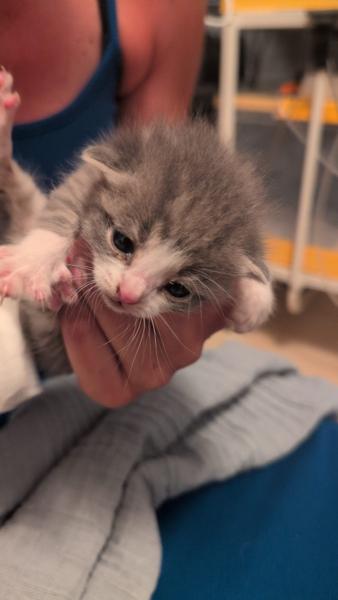 Europäische Hauskatze