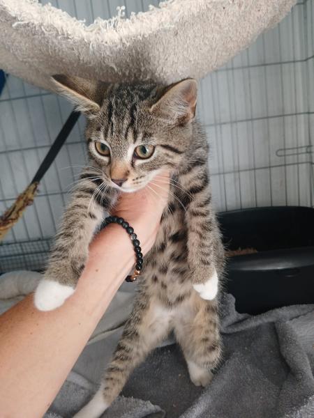 Europäische Hauskatze