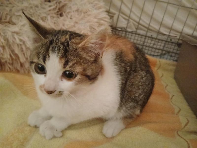 Europäische Hauskatze
