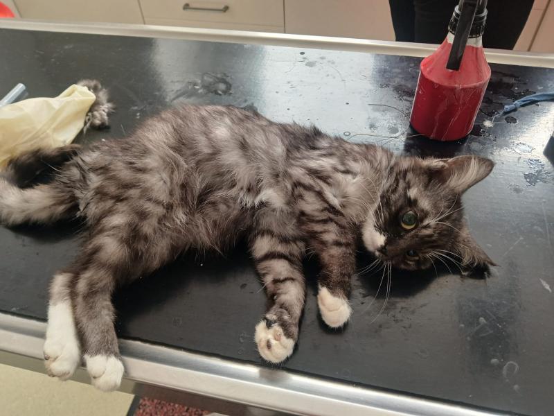 Europäische Hauskatze