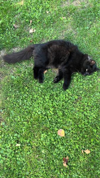 Europäische Hauskatze