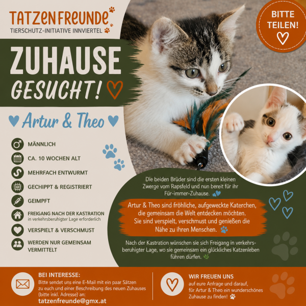 Europäische Hauskatze