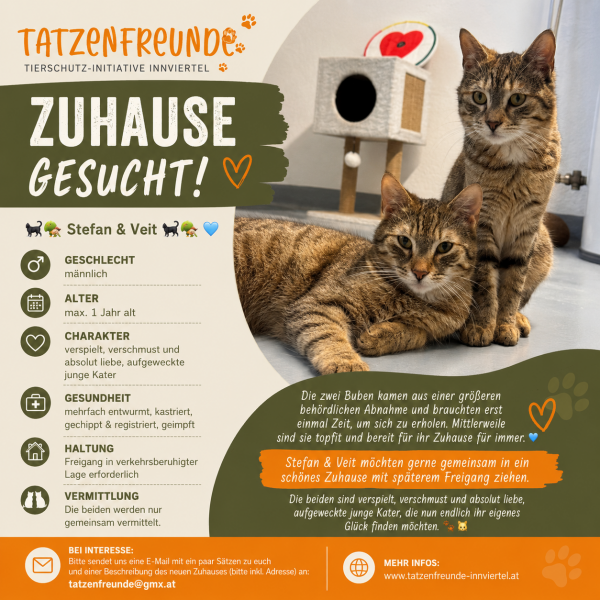 Europäische Hauskatze