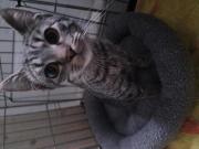 Fundtier Tier-ID 39857