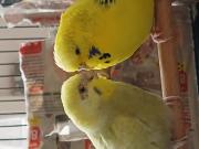 Fundtier Tier-ID 39855