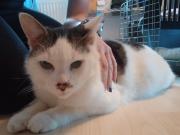 Fundtier Tier-ID 39912