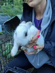 Fundtier Tier-ID 37305