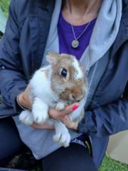 Fundtier Tier-ID 37306