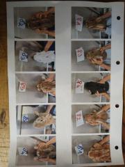 Fundtier Tier-ID 37318