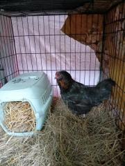 Fundtier Tier-ID 38303