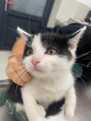 Fundtier Tier-ID 38636