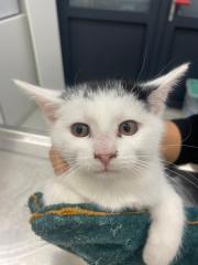 Fundtier Tier-ID 38638