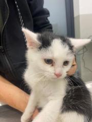 Fundtier Tier-ID 38639