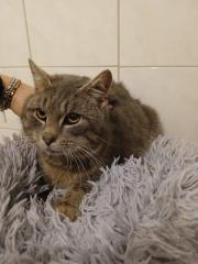 Fundtier Tier-ID 39395