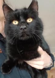 Fundtier Tier-ID 39455