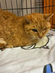 Fundtier Tier-ID 39454