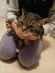 Fundtier Tier-ID 39507