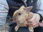 Fundtier Tier-ID 39525